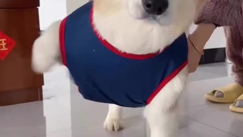Cute Dog viral video 😘😘