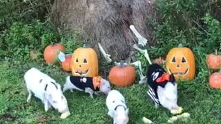 Familia de cerditos miniatura disfrutan la comida de Halloween