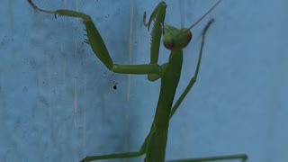Praying mantis puts entenna in mouth