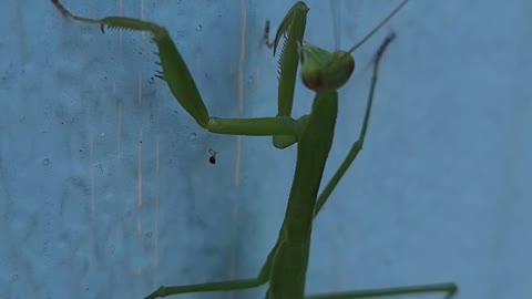 Praying mantis puts entenna in mouth