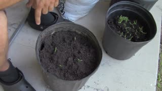 Man Puts 4 Tomato Slices On A Bucket Of Dirt. Now Watch What Follows Just 12 Days Later...