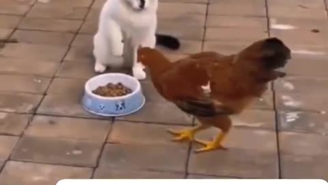 Chat 🐈 vs coq 🐓