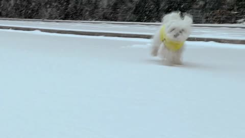 puppy runs in snow for first time, adorable?
