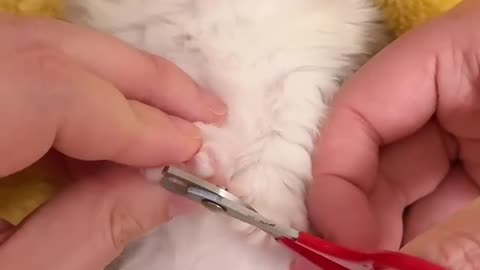 The Little milk cat's First exprience of nail cutting!!😸😸