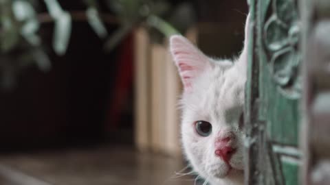 cute cat hiding herself behind wall