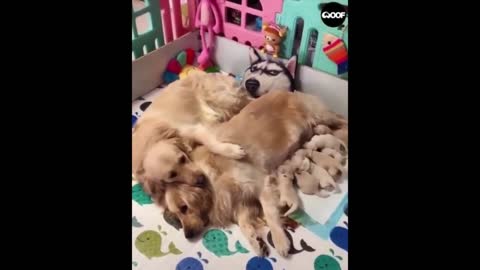 Funny and Cute Dogs Compilation