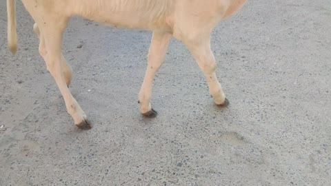 Cute calf roaming in streets
