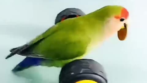 Cute Parrot