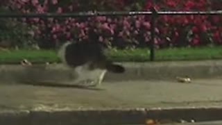 Larry, the resident cat at the British Prime Minister's office, chases off a fox