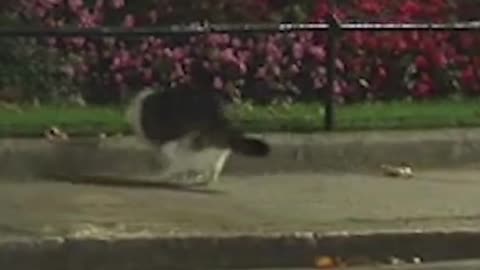 Larry, the resident cat at the British Prime Minister's office, chases off a fox