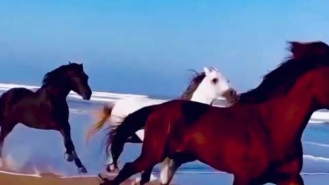 Horse fast running