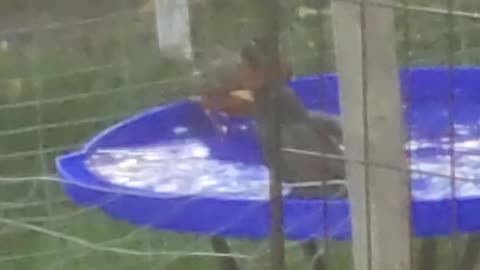 CUTEST Robin vs Black bird to bathe video