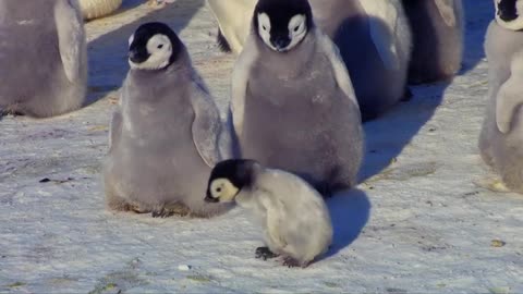 Super cute penguin chick tries to make friends Snow Chick A Penguin's