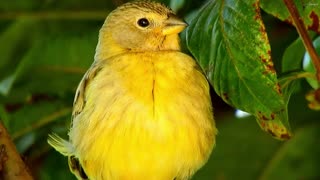 The Most Colorful Birds - Beautiful Birds Sound in the Forest