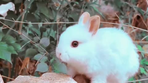 Cherry-Eating Bunny: Pit-Spitting Prodigy