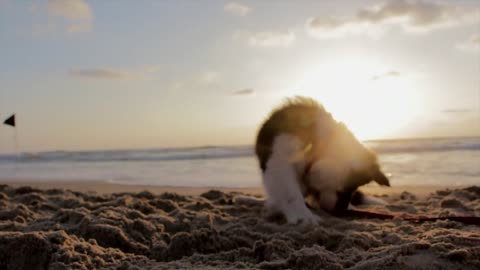 Puppy at the beach