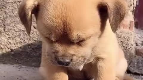 funny Cutest baby dog