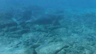 Maui Scuba-Monk Seal
