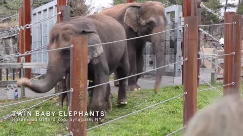 Adorable twin elephant babies born in Upstate NY