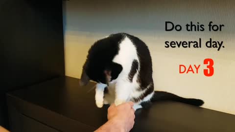 Lesson: give my high five cat at home