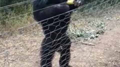 Chimpanzee walking like a human being