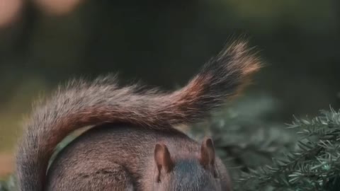 Cute squirrel 🐿| pets | animals | squirrels
