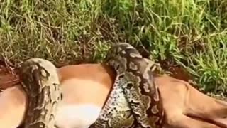 A Rock Python Suffocating A Female Impala to Death #shorts #pythonvsimpala