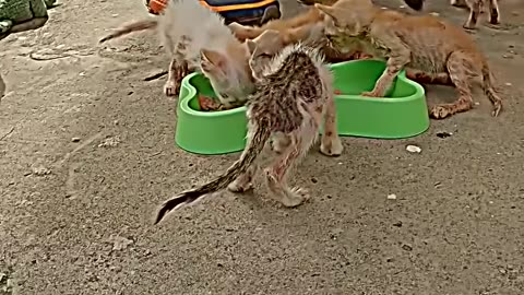 cat and kitten of poor family cute cat 🙀