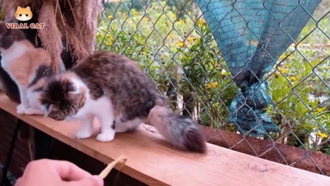 Cats and Kittens Beautiful _Funny Videos