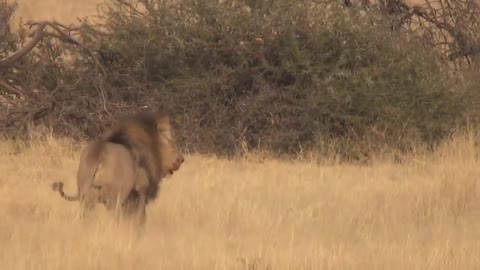 LIONS VS HYENAS - Clash of Enemies