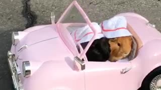 Guinea pig cruise is Oldies car
