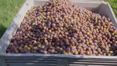 Picking Billions Of Plums In California