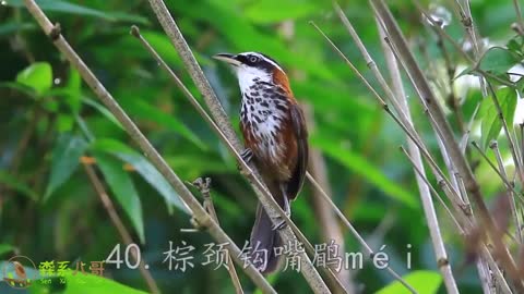 Nature Beauty Real Sounds of birds Real voice of Birds unbelievable colourful birds collection voice