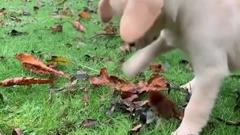 Funnest cutty puppy labrador