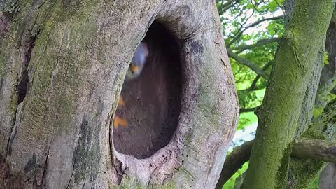 Kestrel Dad Learns to Care for Chicks After Mum Disappears-7