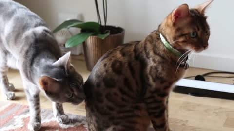 It's October! Swedish Cat Crew welcomes Fall! Join my bengals, ocicat, chausie a