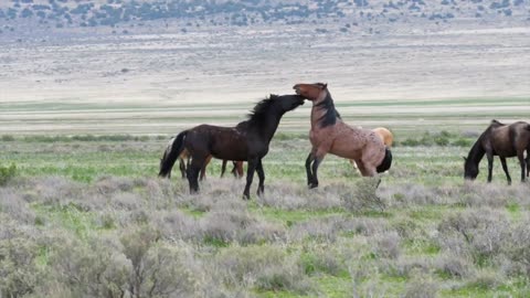 slow motion of wild horses fighting at the west desert
