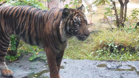 トラ（上野動物園)