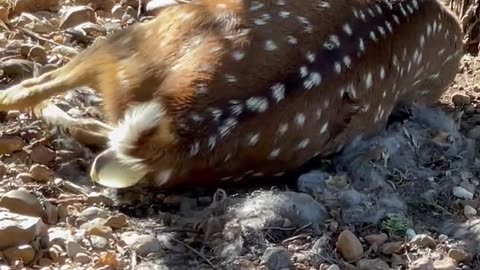 Axis deer giving birth