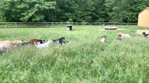 Epic Running of the Goats @Sunflower Farm Creamery lover