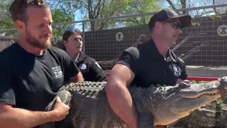 Stolen Alligator Returns To Texas Zoo 20 Years Later