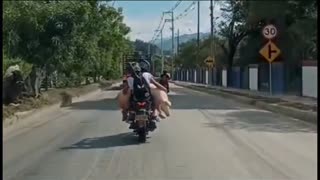 Transporte de un marrano en una moto