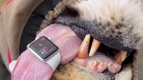 Tongue pulse using a smartwatch