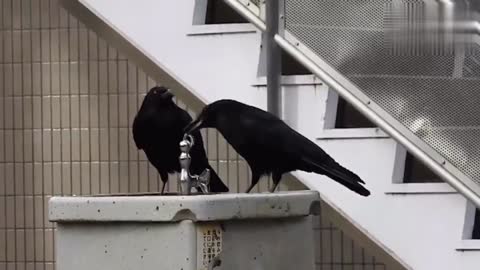 This crow can not only turn on the tap to drink water