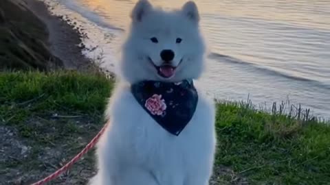 Things To know about Samoyed 🐶🐕 Puppy