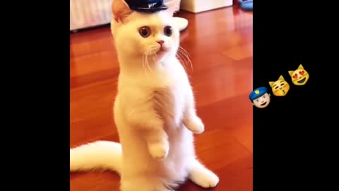 😱😻👮 cute cat video shorts | cute cat funny video | gatto divertente 2021
