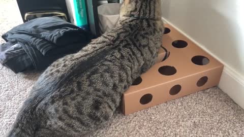 Cat Plays With Toy Box