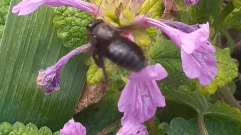 A huge bee in my garden, part 2