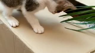 Kitten absolutely fascinated by palm leaf