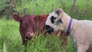 Calf demands sheep friends be returned to his paddock